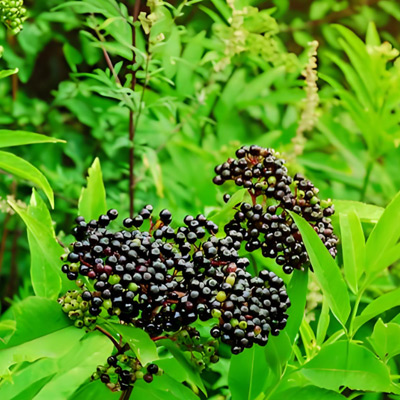 Black-Elderberry-Extract