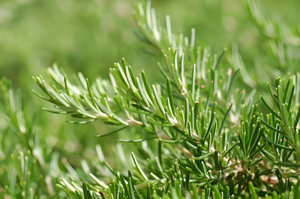 Rosemary Extract Rosemary Extract