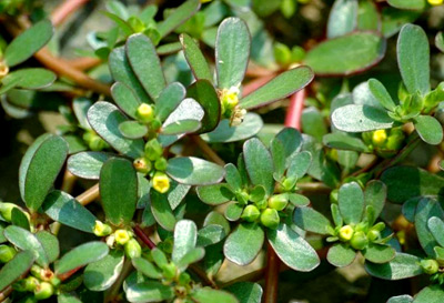 Bacopa Monnieri Extract Bacopa Monnieri Extract